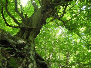 Tree in Bulgarian frest