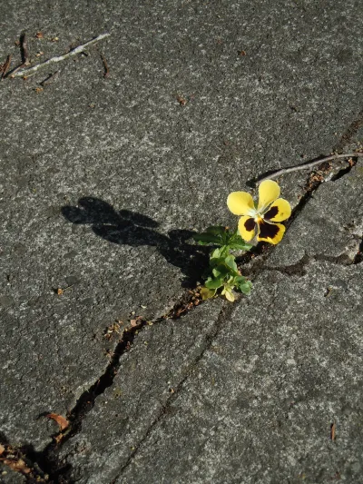 "When a flower doesn't bloom, you fix the environment in which it grows, not the flower" - Alexander Den Heijer image linking to What's new on the spectrum? "The tide is changing": Exploring spectrum regulation and access with Carlos Rey-Moreno and Steve Song