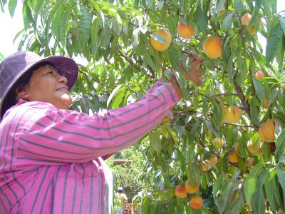  image linking to Peru's farmers lack information: Why are telecentres being underused? 